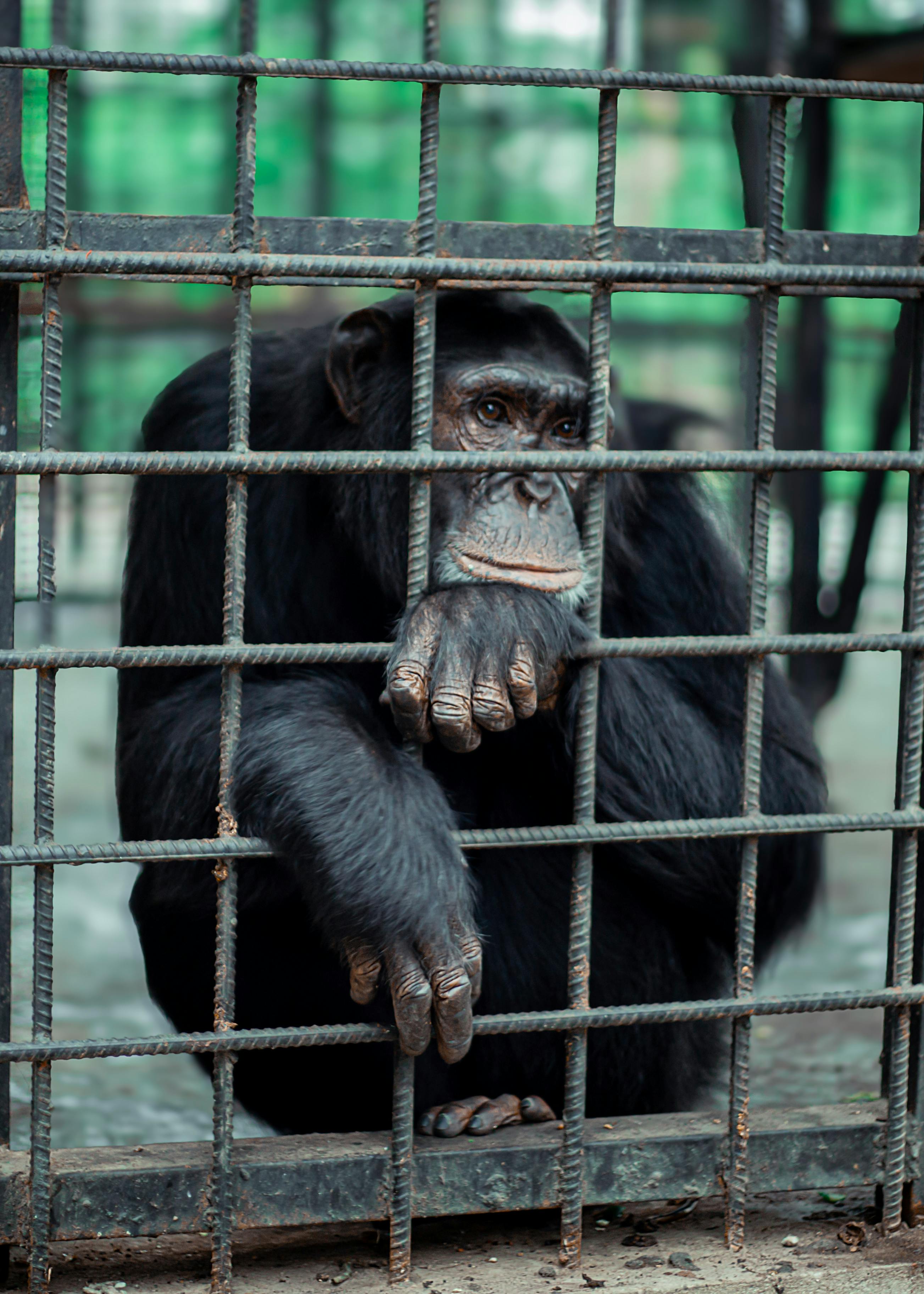 Animal trapping service - humane trapping equipment
