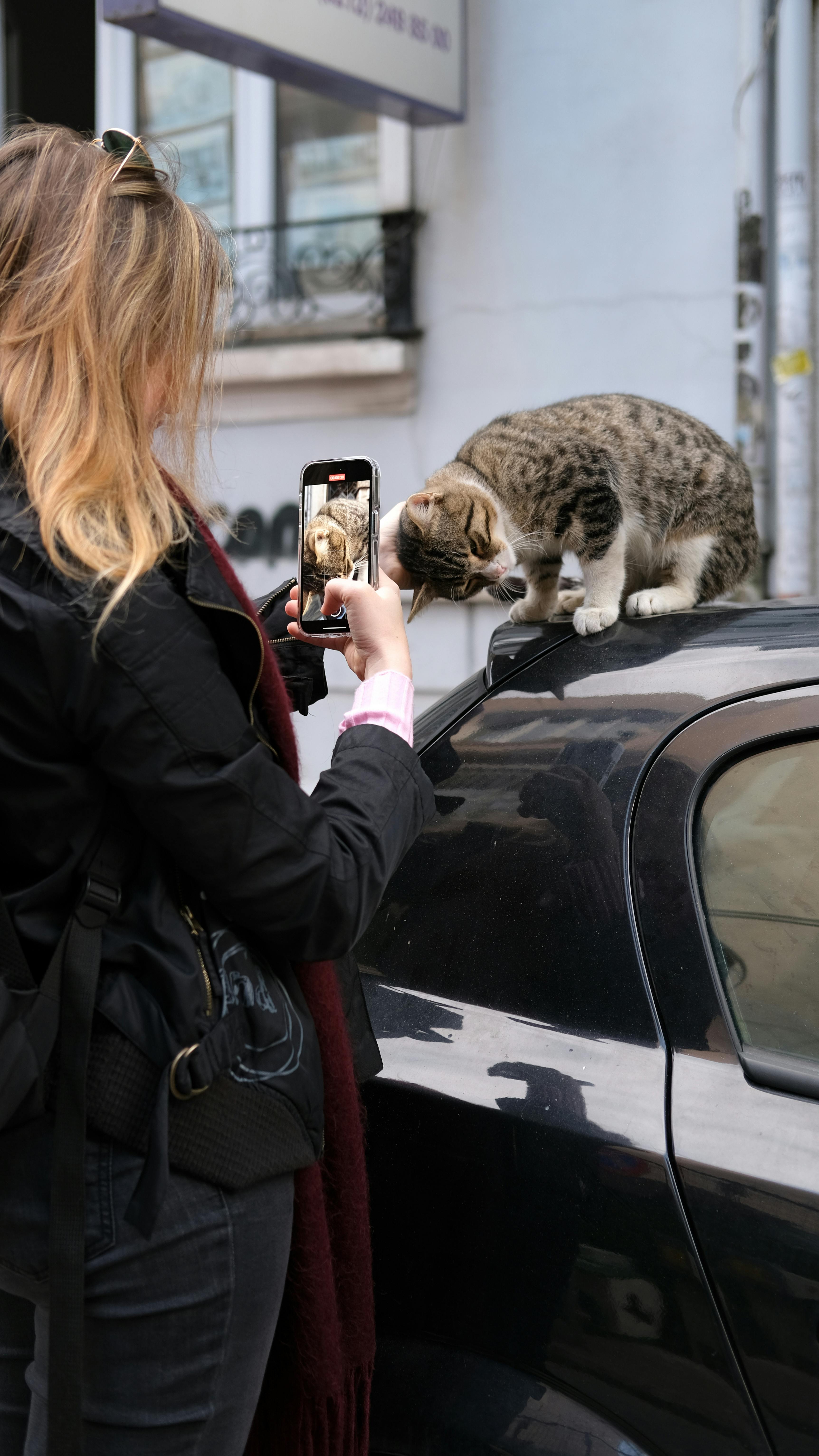 Dead animal removal service - professional cleanup